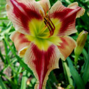Photo courtesy of Marietta Daylily Gardens