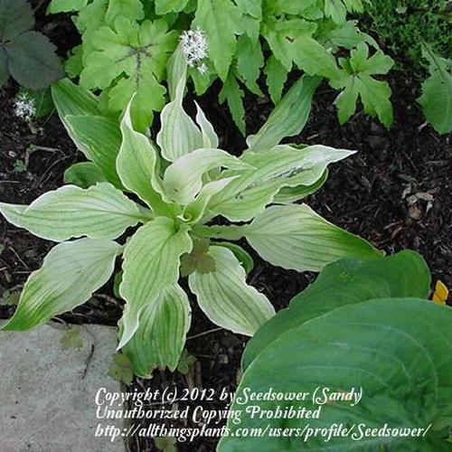 Hosta 'White Wall Tire' in the Hostas Database