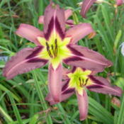 Date: 2008-11-30Image Courtesy of Woodhenge Gardens Used with Permission