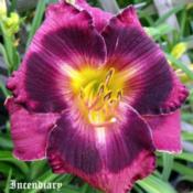 Location: Fort Worth TXDate: 2010-05-23Daylily \"Incendiary\"
