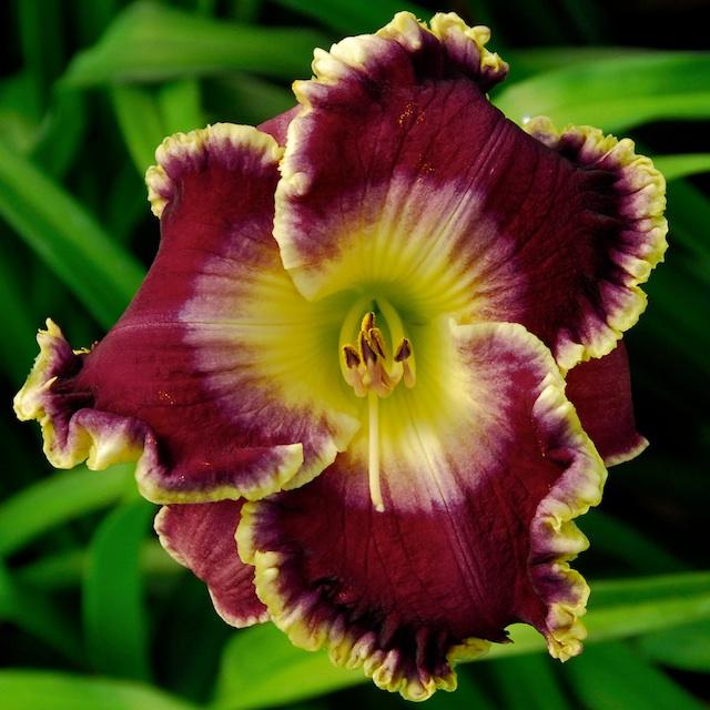 Daylily (Hemerocallis 'Derby Day') in the Daylilies Database