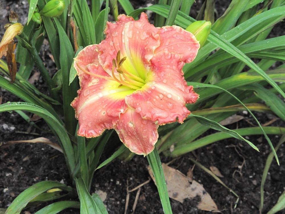 Daylily (Hemerocallis 'Galaxy Quest') in the Daylilies Database