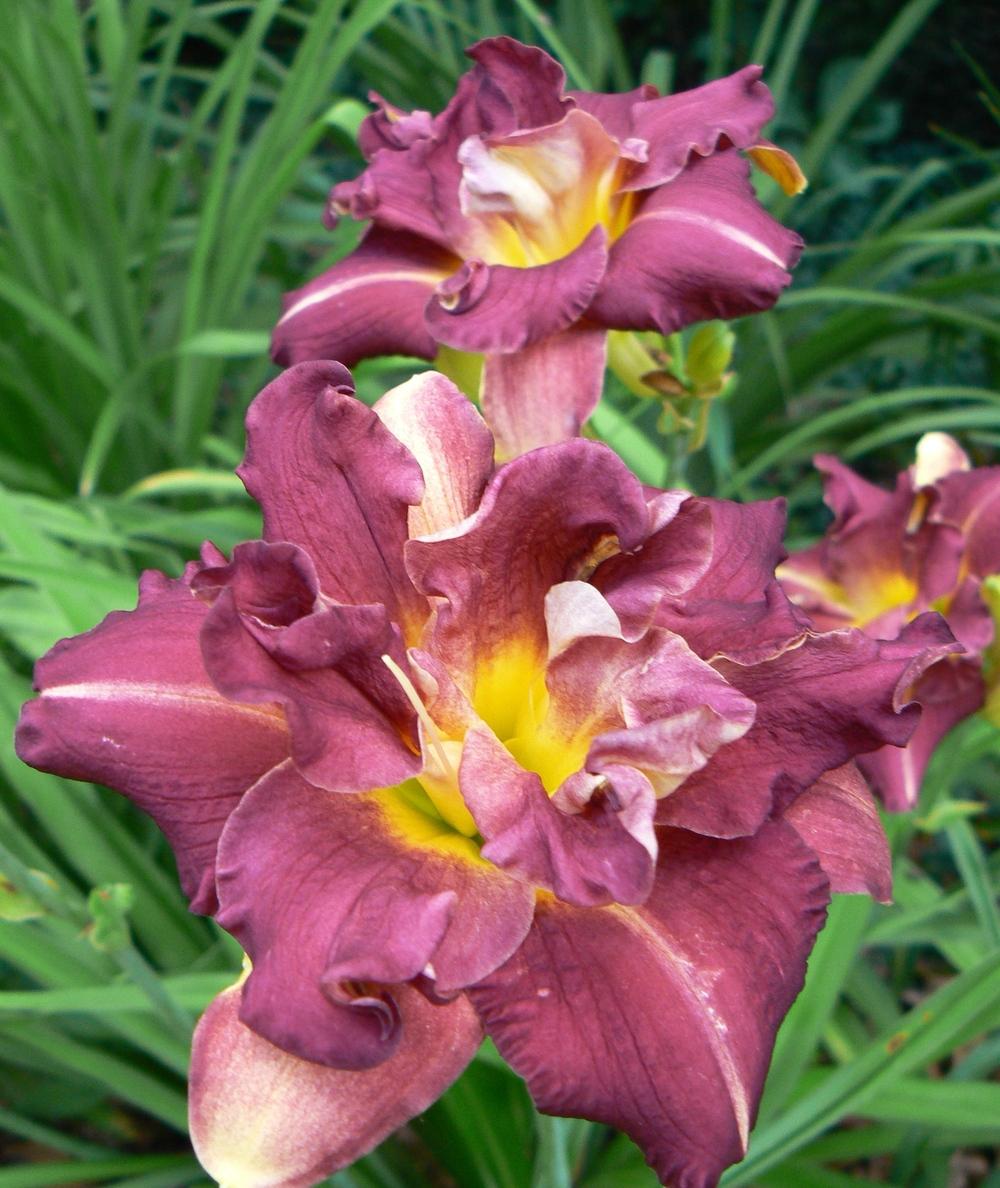 Daylily (Hemerocallis 'Goodbye, Mr Chips') in the Daylilies Database