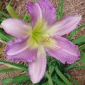 Photo Courtesy of Ellies Daylilies Used with Permission