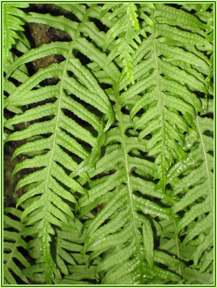 Photo of the leaves of Licorice Fern (Polypodium glycyrrhiza) posted by