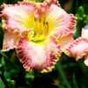    Photo Courtesy of Smokeys Daylily Gardens Used with Permission