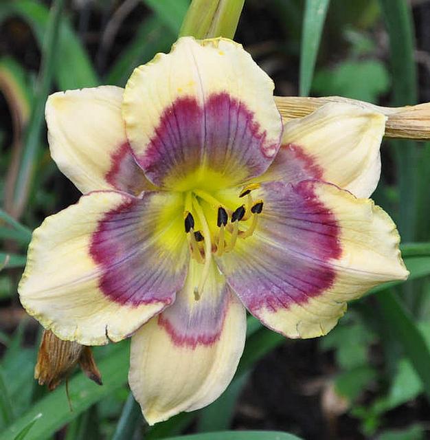 Daylily (Hemerocallis 'Butterfly Ripples') in the Daylilies Database