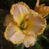    Photo Courtesy of Smokeys Daylily Gardens Used with Permission