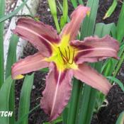 Location: BX Creek Daylilies, Vernon, BC.Photo by Gail Morgan of BX Creek Daylilies. Used with permission.