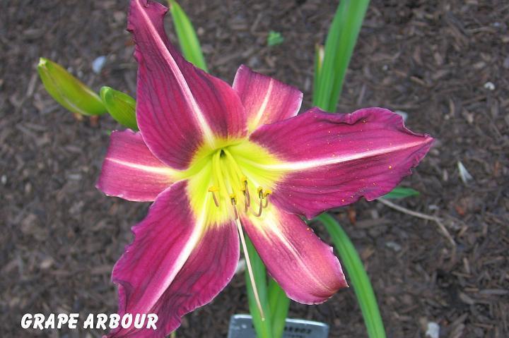 Daylily (Hemerocallis 'Grape Arbor') in the Daylilies Database - Garden.org