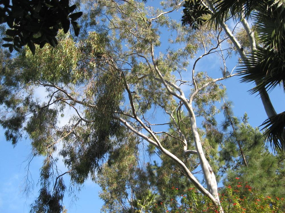Lemon Eucalyptus (Corymbia citriodora)