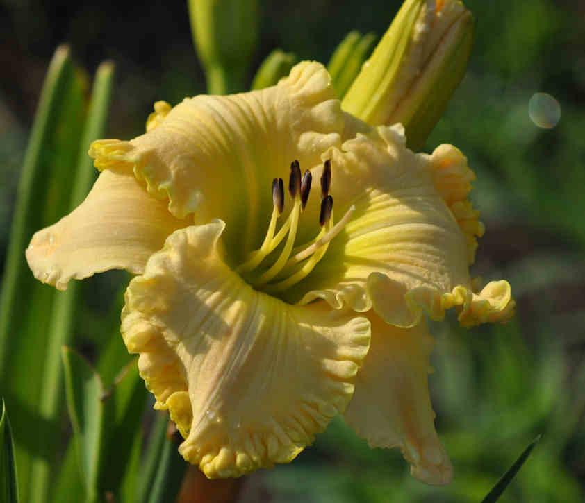 Photo of the bloom of Daylily (Hemerocallis 'Drop Dead