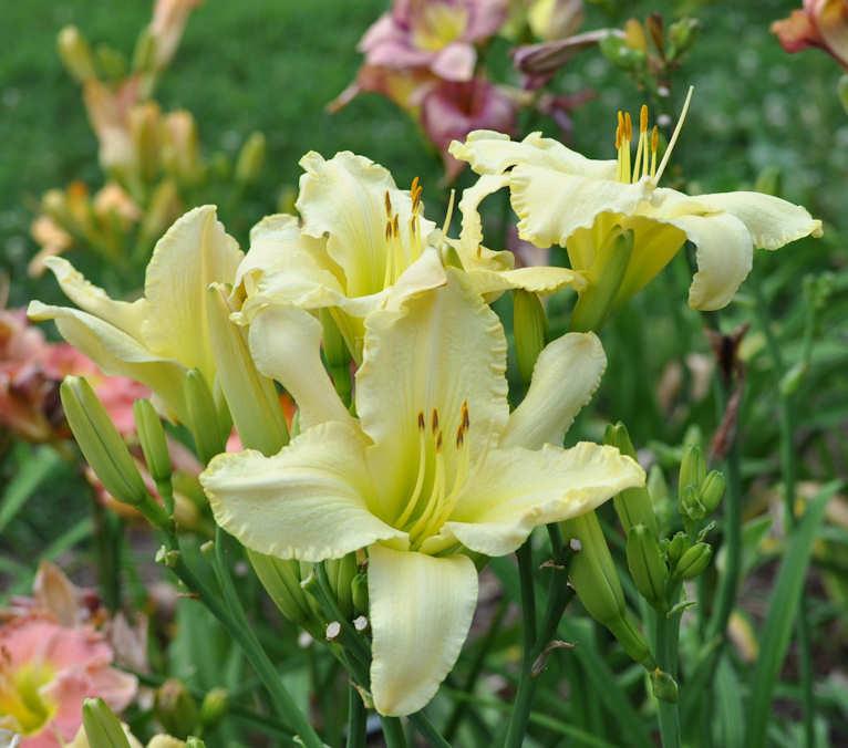 Daylily (Hemerocallis 'Frostbite Falls') in the Daylilies Database
