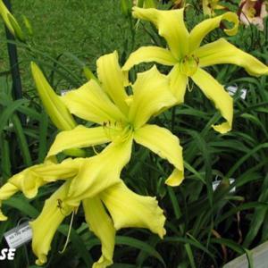 Photo by Gail Morgan of BX Creek Daylilies. Used with permission.