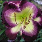 Photo courtesy of The Lily Farm. Used with permission.