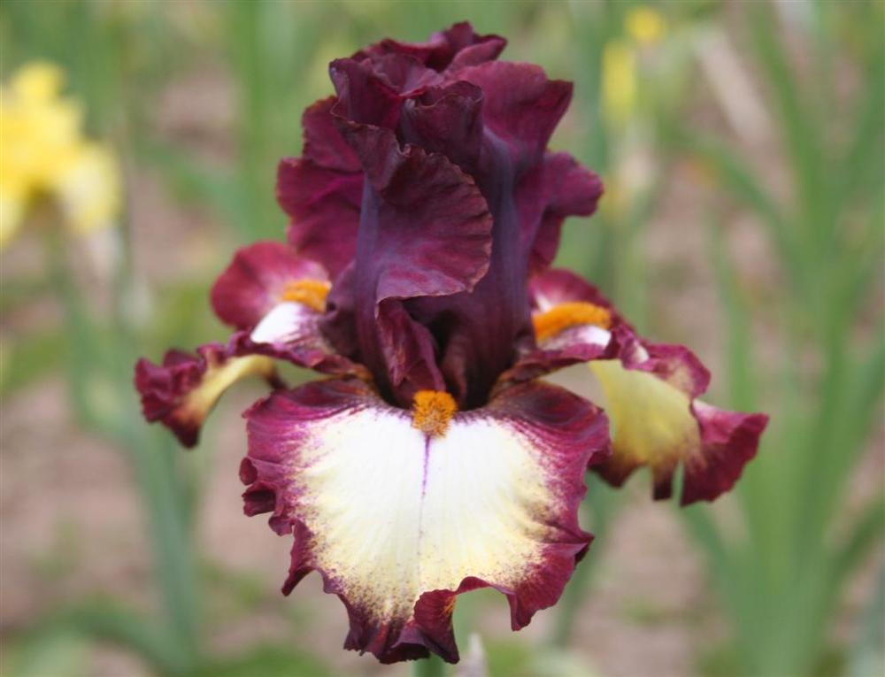 Tall Bearded Iris (Iris 'Class Ring') in the Irises Database