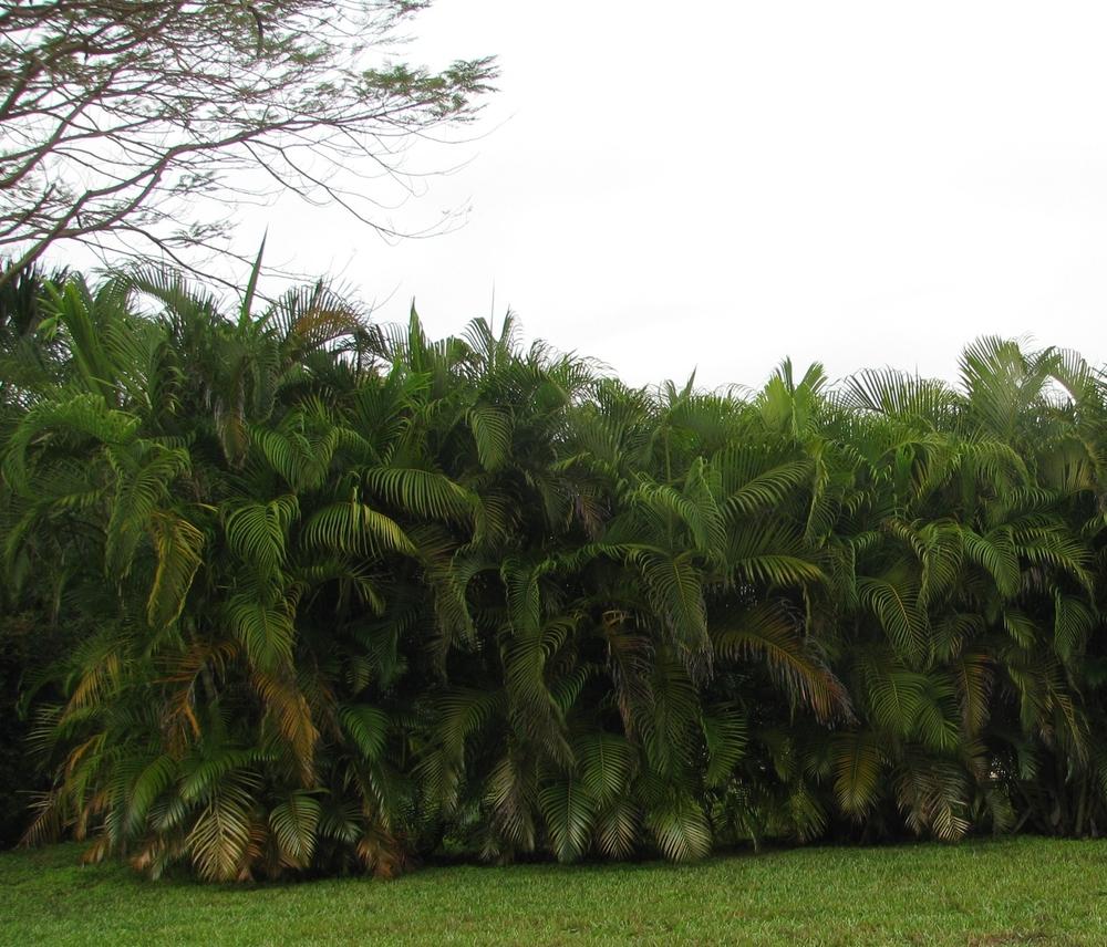 Photo of the entire plant of Areca Palm (Dypsis lutescens) posted by