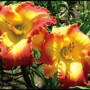 Photo courtesy of The Lily Farm. Used with permission.