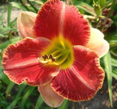 Daylily (Hemerocallis ‘Bicolor Playmate’) in the Daylilies Database
