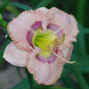 Location: University City, Missouri, zone 6Date: Junr 14, 2007