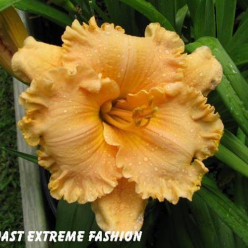 Daylily (Hemerocallis 'Spacecoast Extreme Fashion') in the Daylilies