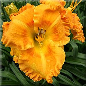 Photo of Daylily (Hemerocallis 'Flying Tigers') uploaded by vic