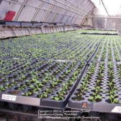 2012-02-20/Joannabanana/2c55b6
