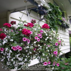 2012-02-20/Joannabanana/dc856a