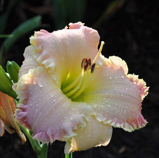 Photo of the bloom of Daylily (Hemerocallis 'Pinewood Easter Morning