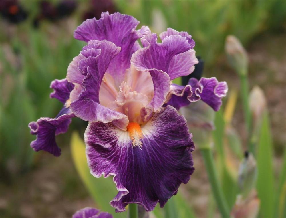 Tall Bearded Iris (Iris 'Fancy Woman') in the Irises Database