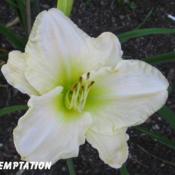 Location: BX Creek Daylilies, Vernon, BC.Photo by Gail Morgan of BX Creek Daylilies. Used with p