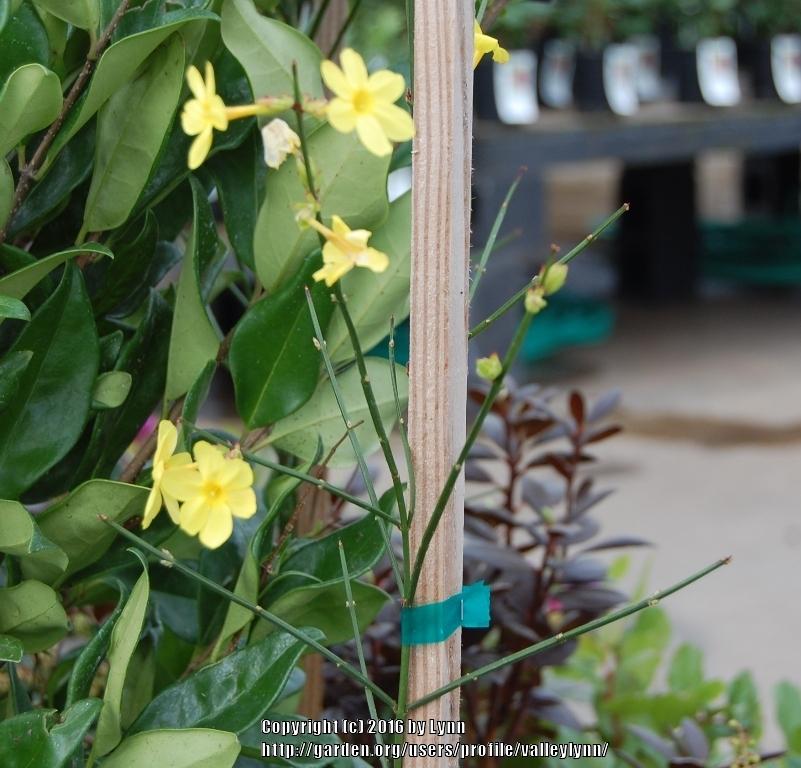 Photo of the stem, scape, stalk or bark of Winter Jasmine (Jasminum
