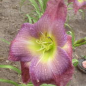 Photo courtesy of Nate Bremer of Solaris Farms