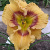 Photo courtesy of Nate Bremer of Solaris Farms