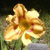 Photo courtesy of Daylilies of Kenefick