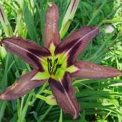 Date: 2010-06-29Photo Courtesy of Lobo Rose and Daylily Gardens Used With Permiss