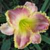 Photo Courtesy of Lobo Rose and Daylily Gardens Used With Permiss