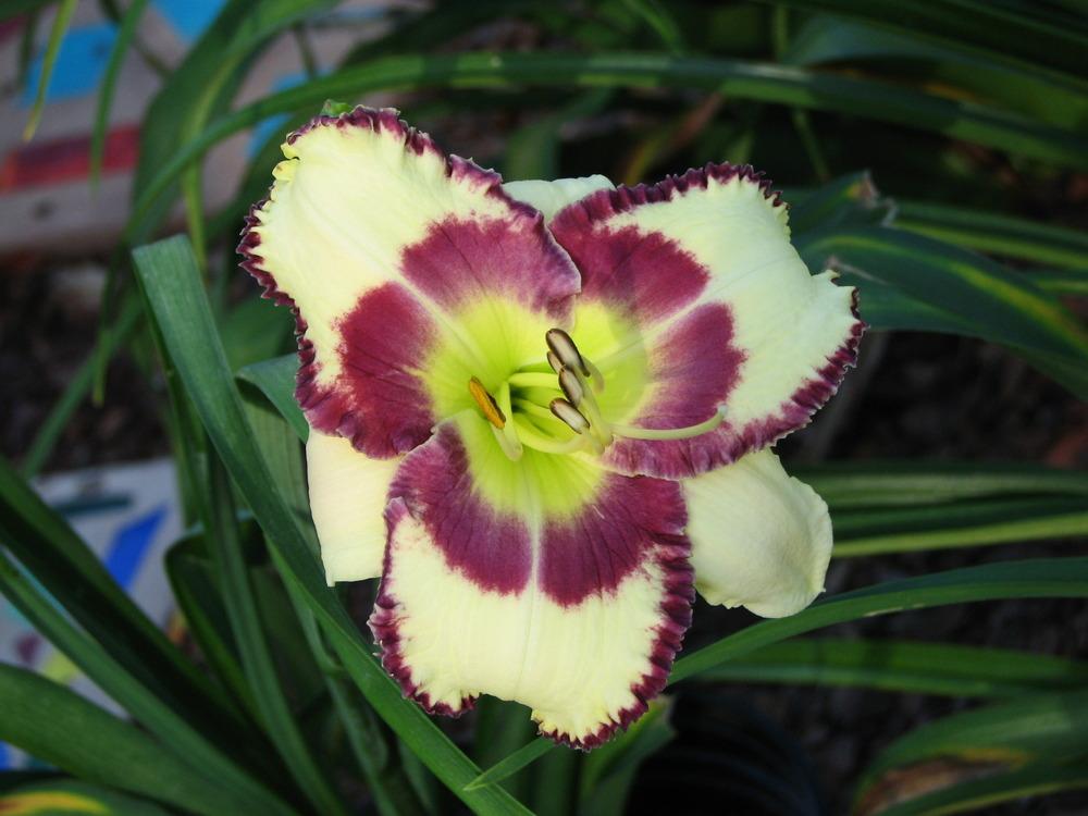 Daylily (Hemerocallis 'Edd Chain') in the Daylilies Database