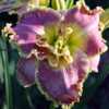 Photo Courtesy of Lobo Rose and Daylily Gardens Used With Permiss