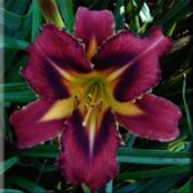 Photo courtesy of James Gossard of Heavenly Gardens