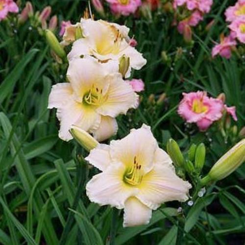 Daylily (Hemerocallis 'Frost Giant') in the Daylilies Database