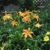 Photo courtesy of MaryAnn Pruden of Lily House