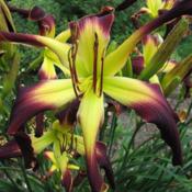 Photo courtesy of MaryAnn Pruden of Lily House