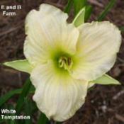 Photo Courtesy of E and B Farm Used with Permission