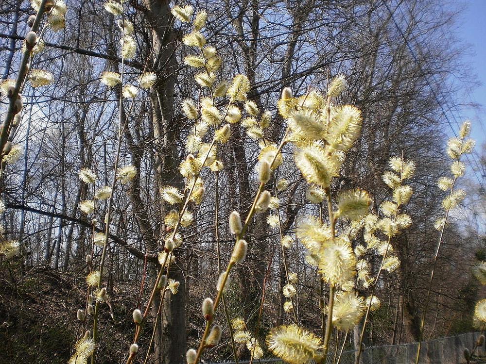 Photo of the bloom of Pink Pussy Willow (Salix caprea 'French Pink