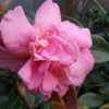Photo courtesy of Camellia Forest Nursery