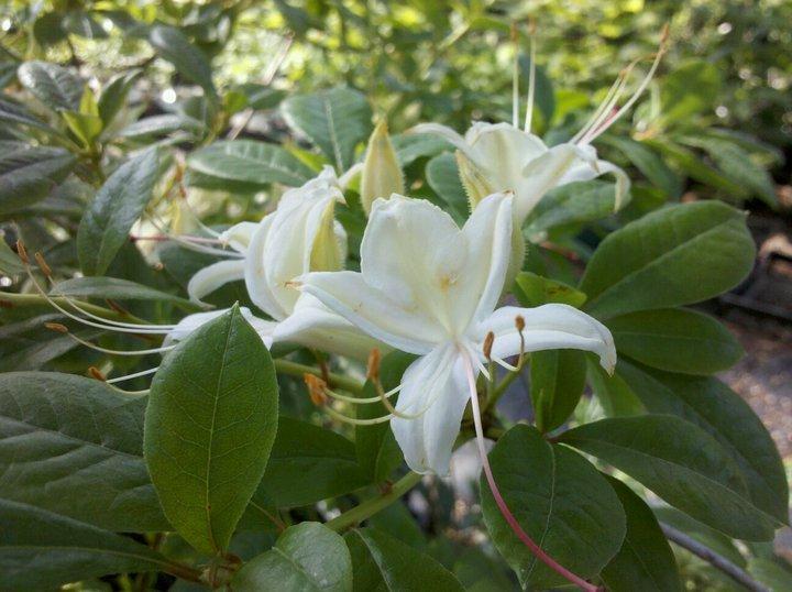 June Fire Rhododendron Azalea (Rhododendron 'June Jubilee') in the Rhododendrons Database ...