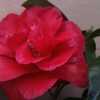 Photo courtesy of Camellia Forest Nursery