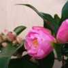 Photo courtesy of Camellia Forest Nursery