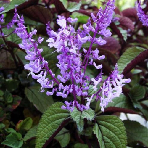 Blue Spur Flower (Plectranthus ciliatus 'Zulu Wonder')